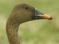 Taiga Bean Goose